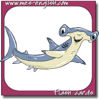 animal flashcards shark