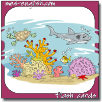 coral reef habitat turtle fish